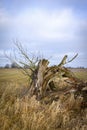 Old willow tree in winter. Royalty Free Stock Photo