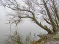 An old willow tree towered over the water Royalty Free Stock Photo