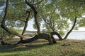 Old willows with beautiful curved trunks on the shore of the lake. Summer sunny day Royalty Free Stock Photo