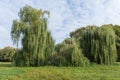 Old willows among the big glade in autumn park Royalty Free Stock Photo