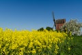 Old windmill by blossom rapeseed field and apple tree Royalty Free Stock Photo