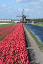 Old windmill with tulips