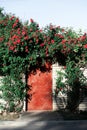 Old window with beautiful bush of red roses flowers surrounds the entrance. Royalty Free Stock Photo