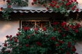 Old window with beautiful bush of red roses flowers surrounds the entrance. Royalty Free Stock Photo