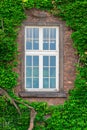 An old window in a brick house and a thick vine