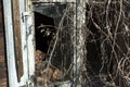 Old window with broken glass and covered with hops, abandoned house Royalty Free Stock Photo