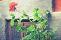 Old window and flower pots geraniums in Tuscany, Italy. Old window with flowers. Ramshackle windows with broken glass