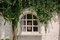 Old window with green plant cover and wall background Royalty Free Stock Photo