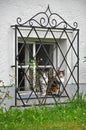 An old window with a grid and cats. Royalty Free Stock Photo