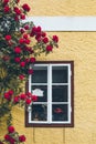 old window in house with yellow walls climbing red roses decoration Royalty Free Stock Photo