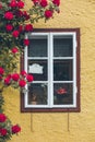 old window in house with yellow walls climbing red roses decoration Royalty Free Stock Photo