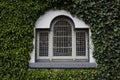 Old window on ivy covered wall Royalty Free Stock Photo