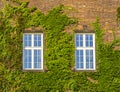 Old window with ivy growing on wall of bricks Royalty Free Stock Photo