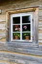 Old window with muscatel