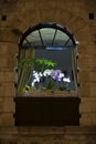 Old window with orchids