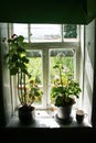 An old window in the village, two pots of geraniums on the windowsill. View of the garden. summer