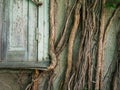 The old window was overgrown with ivy. Thick stalks of climbing wood on the wall Royalty Free Stock Photo