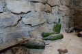 old and dusty wine bottles laying on the groundfloor in a Lower Austrian wine cellar