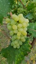 Old wine wine cellar grape wine wine tastings sommelier winery champain production fruits tastful green eco