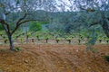 Old wine grape plants in rows in vineyard and olive tree grove in spring Royalty Free Stock Photo