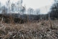 old winter grass in the park in spring Royalty Free Stock Photo