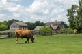 Old Wisconsin Dairy Farm, Cows