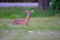 Old Wisconsin Whitetail Doe Resting on a lawn near the road Royalty Free Stock Photo