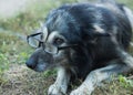 Old wise innocent dog in glasses Royalty Free Stock Photo