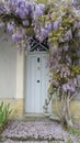 Old wisteria creeper growing around house door