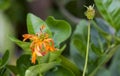 Old wither orange petals and gold pollen cosmos flower after blooming in botany garden with copy space Royalty Free Stock Photo