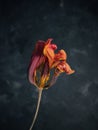 Withered orange tulip on a dark background