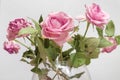 Old withered roses in a vase after a birthday Royalty Free Stock Photo