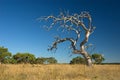 Old withered tree Royalty Free Stock Photo