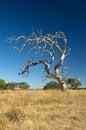 Old withered tree Royalty Free Stock Photo