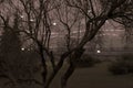 Old withered tree with raindrops on branches against the background of festive lights in the city at night Royalty Free Stock Photo