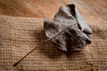 An old, withered twisted leaf from a tree, photographed on a cracked wooden surface. Symbolizes the old and the frailty of