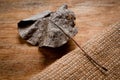 An old, withered twisted leaf from a tree, photographed on a cracked wooden surface. Symbolizes the old and the frailty of