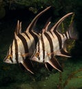 Old Wives (Enoplosus armatus) - Busselton Jetty Royalty Free Stock Photo