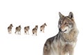 Old she-wolf on background of a pack of wolves Royalty Free Stock Photo