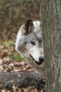 Old Wolf Peeking from behind a Tree Royalty Free Stock Photo