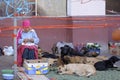 Old woman begging money for her animal shelter, pack of stray dogs and puppy lying on a pavement