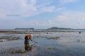 Old woman collects oysters and clams among seaweed at low tide time. The human figure is reflected on a calm surface. Muslim woman
