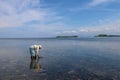 Old woman collects sea food between seaweed at low tide. A Muslim old woman wading in the Indian Ocean at low tide. Royalty Free Stock Photo