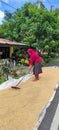 An old woman drying her rice in Bulukumba, Indonesia