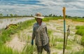 Old woman farmer is collecting rice sprout