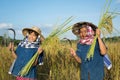 Old woman farmer and granddaughter working at rice field on harvest season Royalty Free Stock Photo