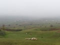 Old woman follows flock of sheeps across pasture