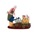 Old woman in garden. Senior gardening with plants and herbs. Farmer watering her flowers with watering can. Grandmother