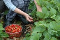 Woman gardener picks red ripe strawberries in her garden in her garden Royalty Free Stock Photo