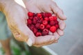 Old woman hand hold ripe raspberrie. Grandmother handful with fresh berries